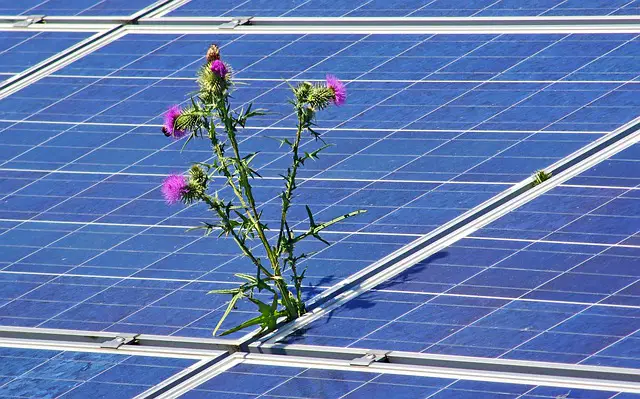 Fotovoltaico con pianta che cresce - Fotovoltaico sostenibilità